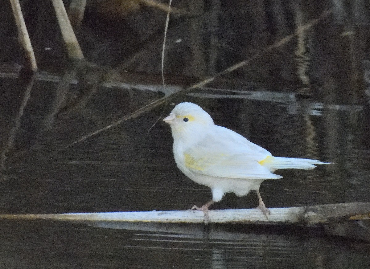 Serin des Canaries (forme domestique) - ML644422731