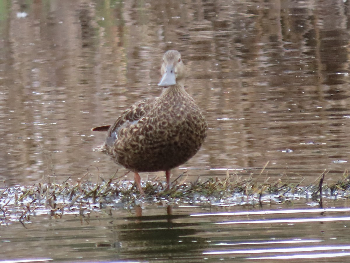 Австралийская широконоска - ML644422752