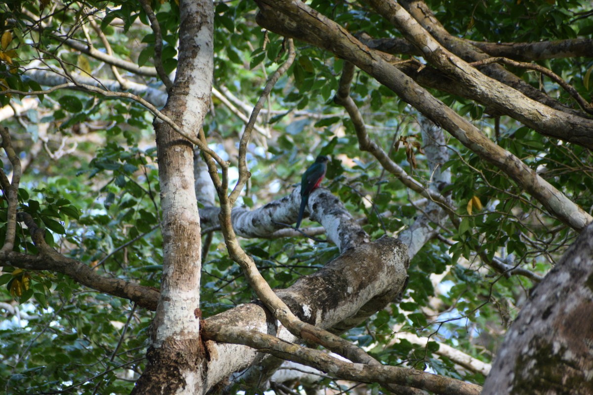 Narina Trogon - ML644422753