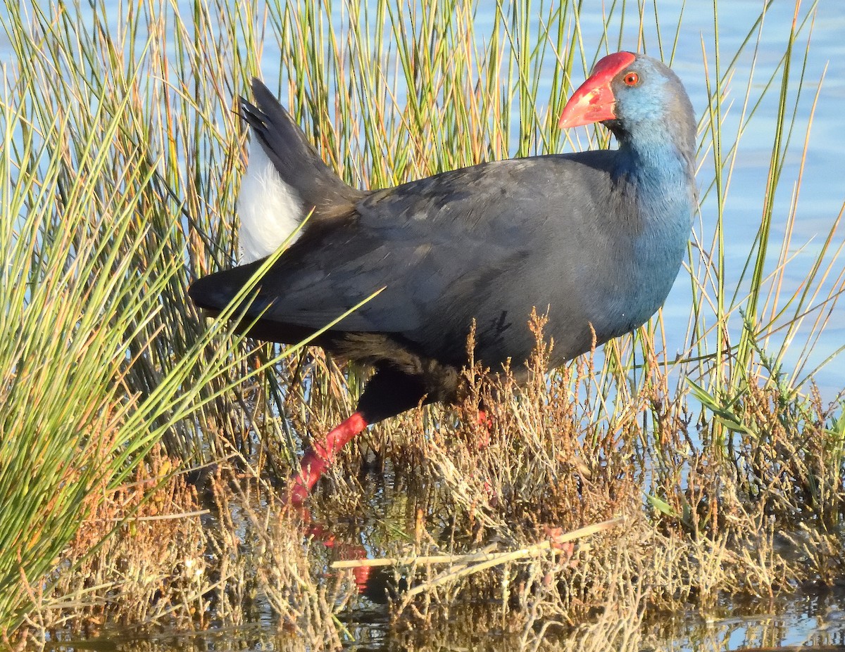 セイケイ - ML644422754