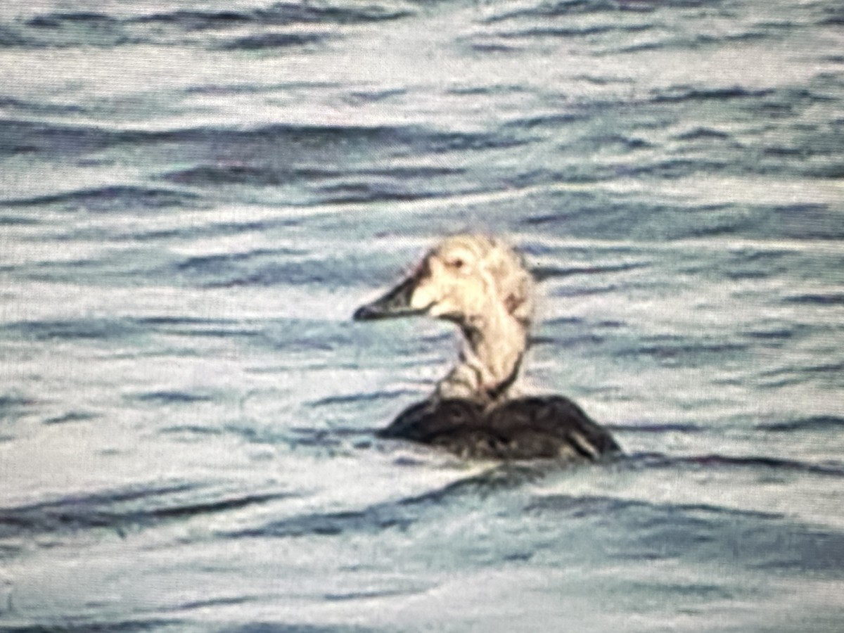 praktærfugl - ML644422756