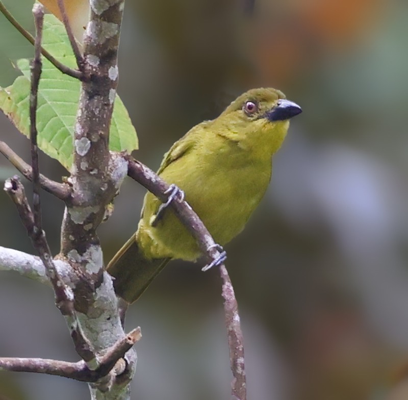 Habia bridé - ML644422757