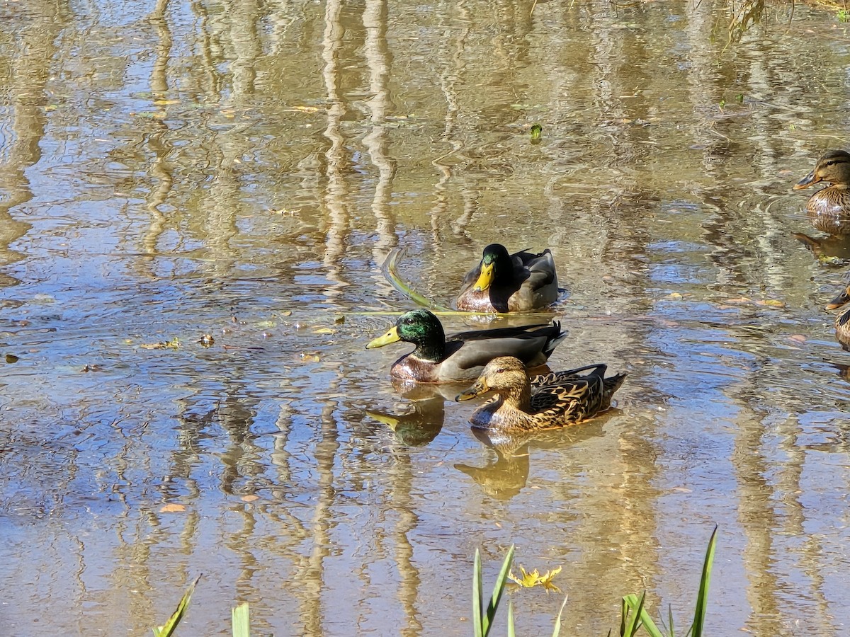 Крижень звичайний - ML644422758