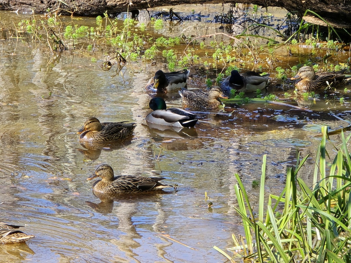 Крижень звичайний - ML644422759