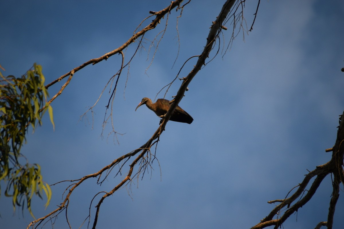 Hadada Ibis - ML644422763