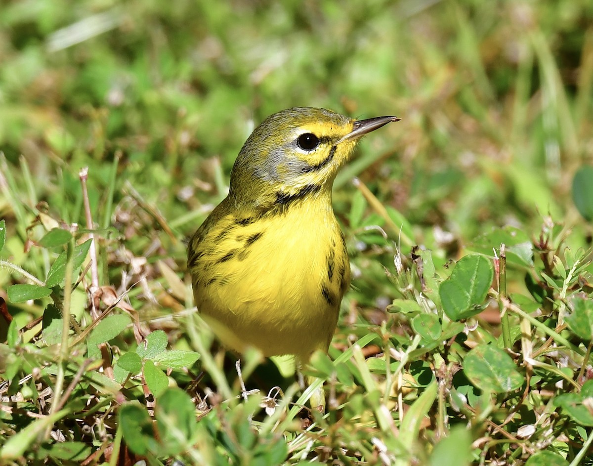 Paruline des prés - ML644422766