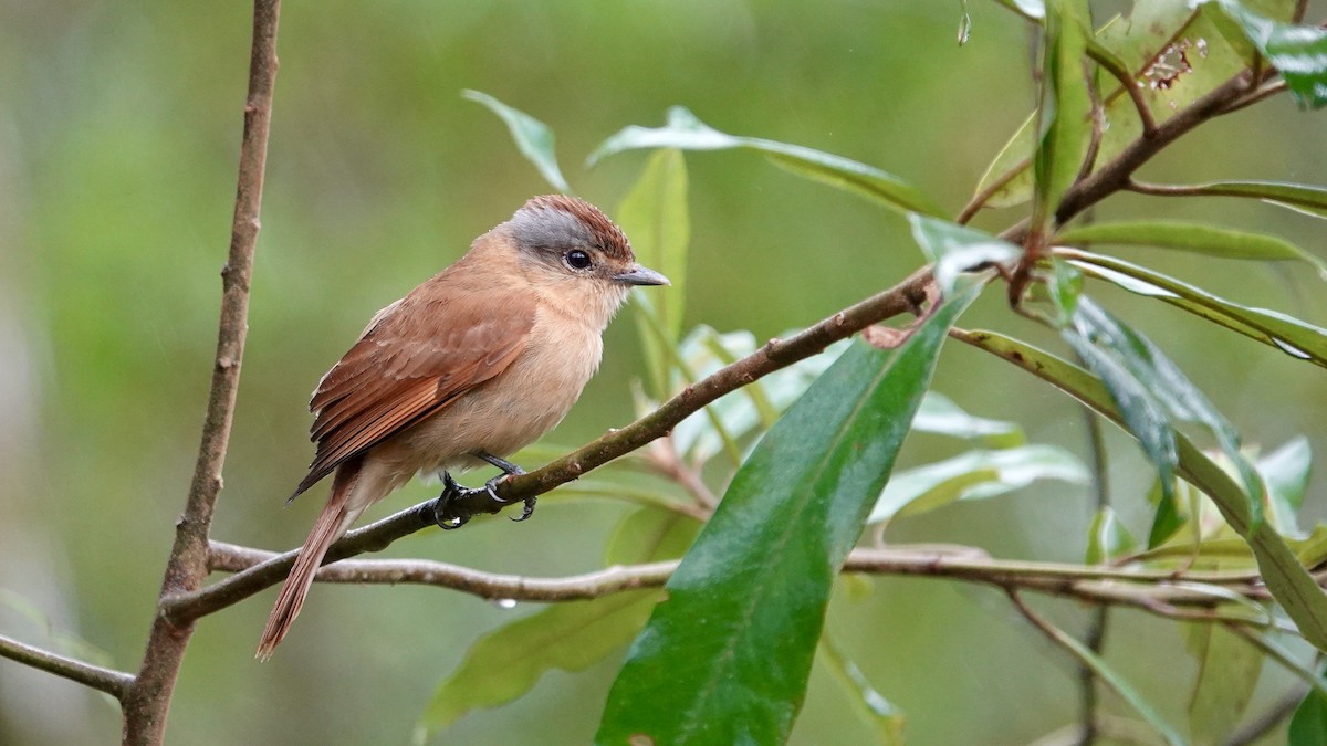 kransbekard - ML644422767