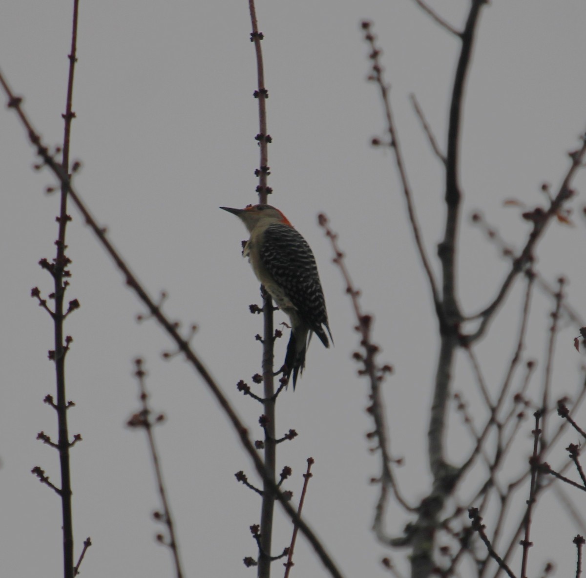 Red-bellied Woodpecker - ML644422768