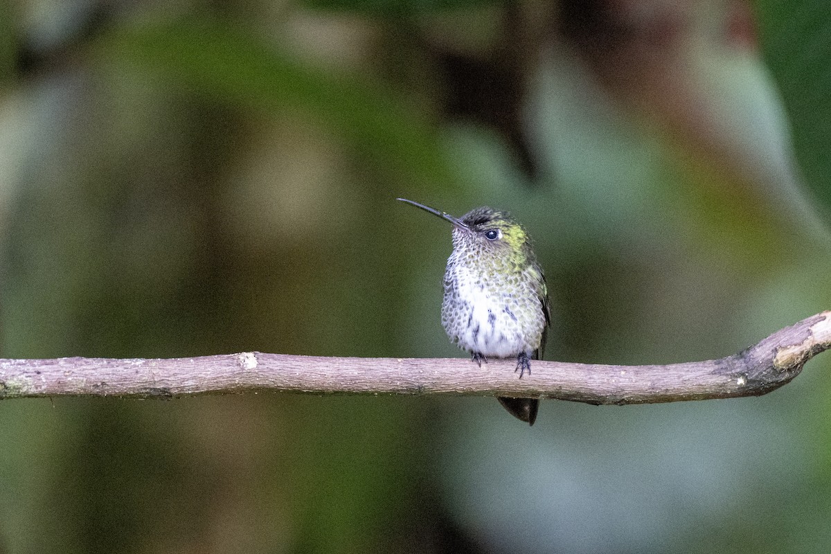 Tropfenkolibri - ML644422770