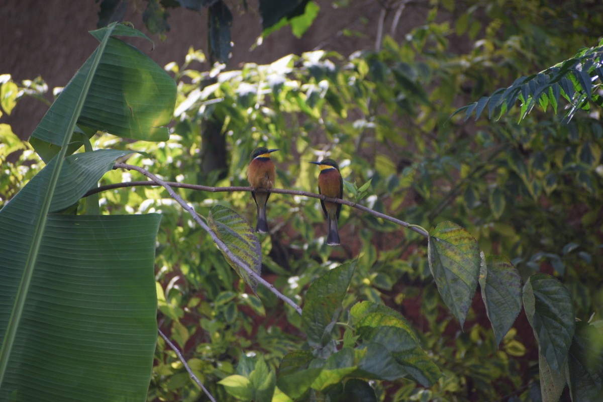 Вивільга звичайна - ML644422773