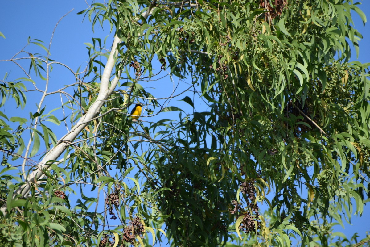 Вивільга звичайна - ML644422774