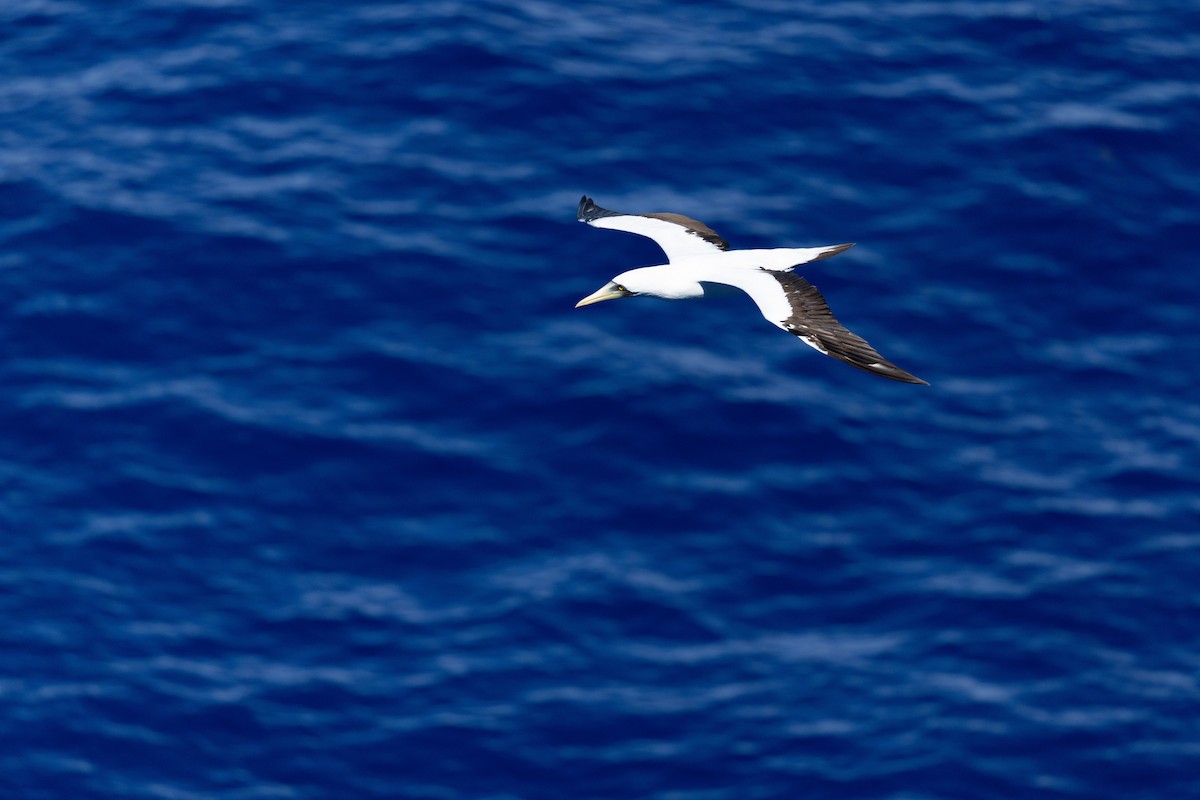 Сула жовтодзьоба - ML644422777