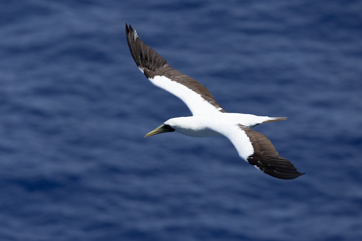 Сула жовтодзьоба - ML644422778