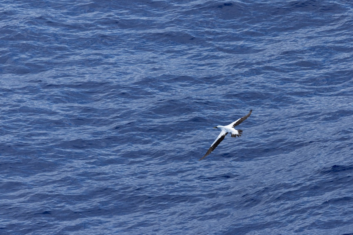 Сула жовтодзьоба - ML644422779