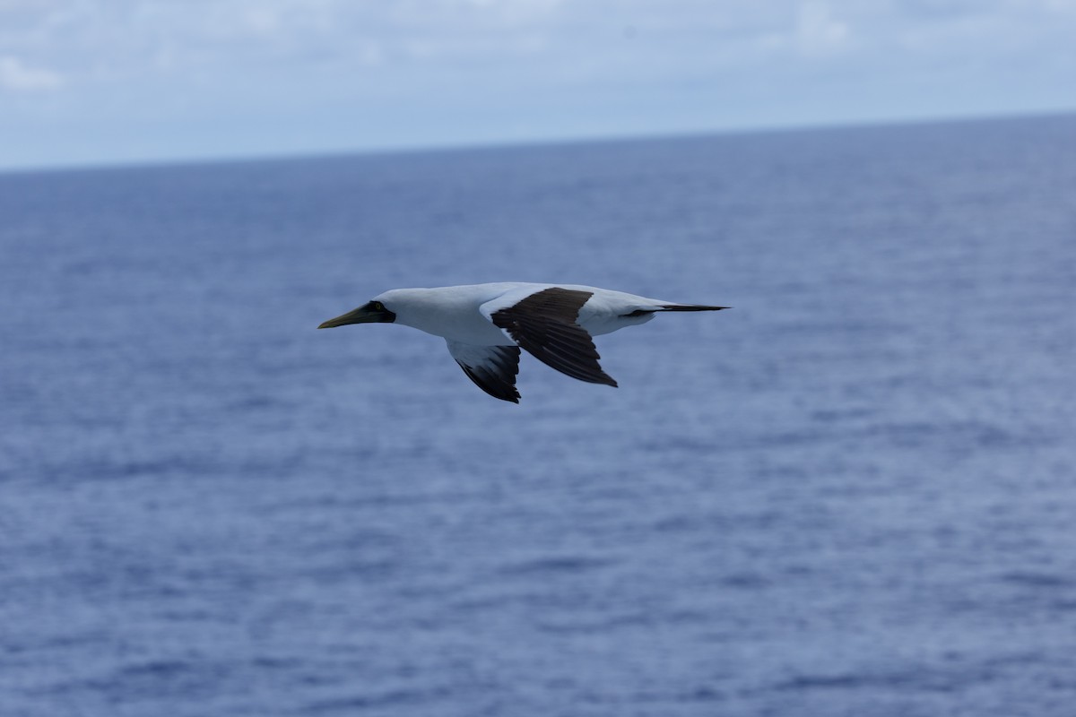 Сула жовтодзьоба - ML644422780