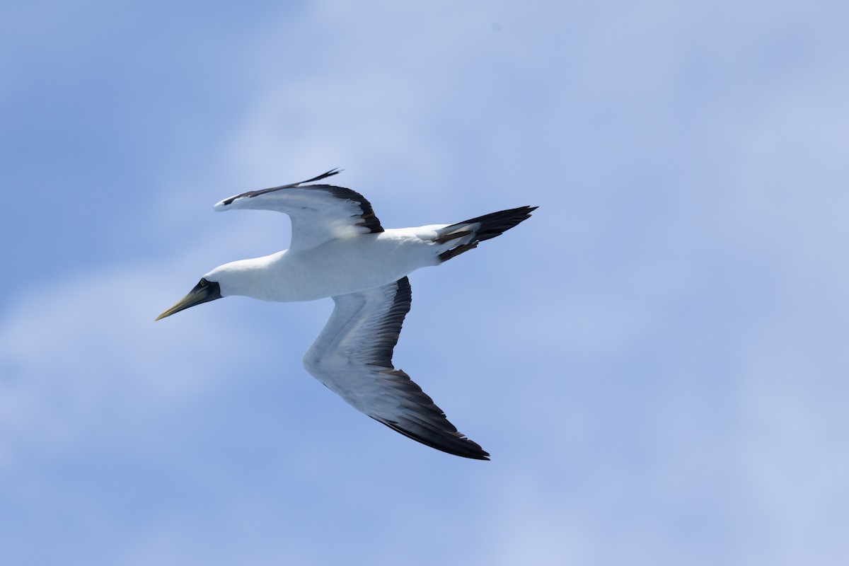 Сула жовтодзьоба - ML644422781