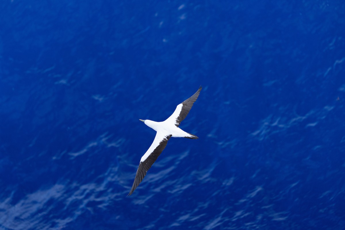 Сула жовтодзьоба - ML644422782