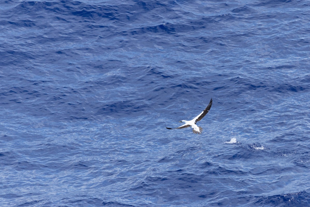 Сула жовтодзьоба - ML644422784