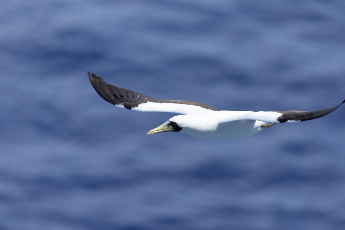 Сула жовтодзьоба - ML644422785