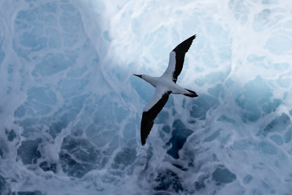 Сула жовтодзьоба - ML644422786