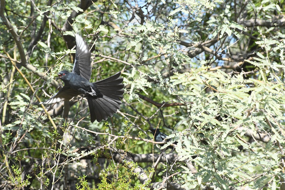 Phénopèple luisant - ML644422788