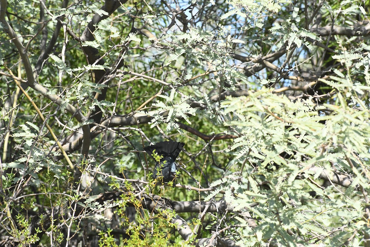 Phénopèple luisant - ML644422790