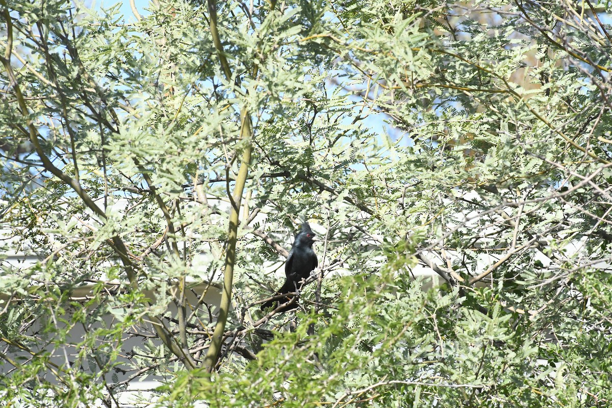 Phénopèple luisant - ML644422791