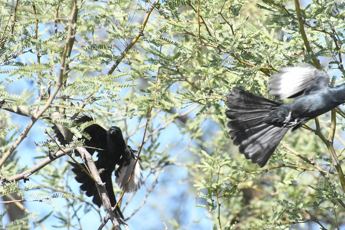 Phénopèple luisant - ML644422792