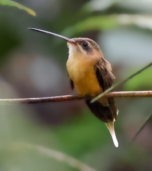 kolibřík olivohřbetý - ML644422793