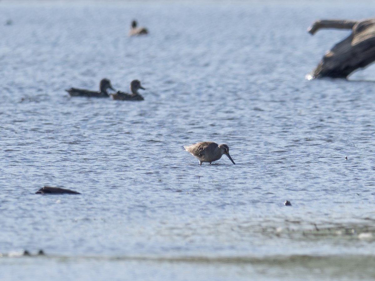 Грицик канадський - ML644422794