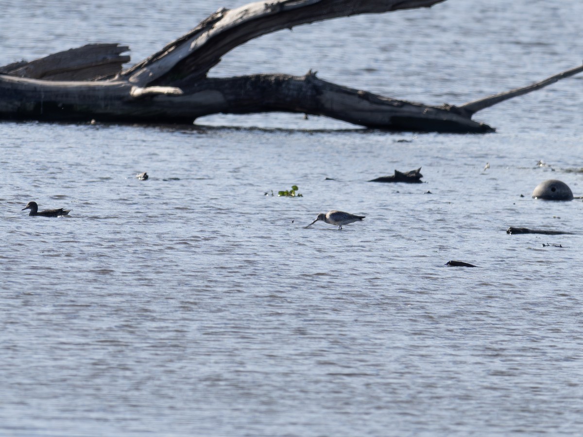 Грицик канадський - ML644422795