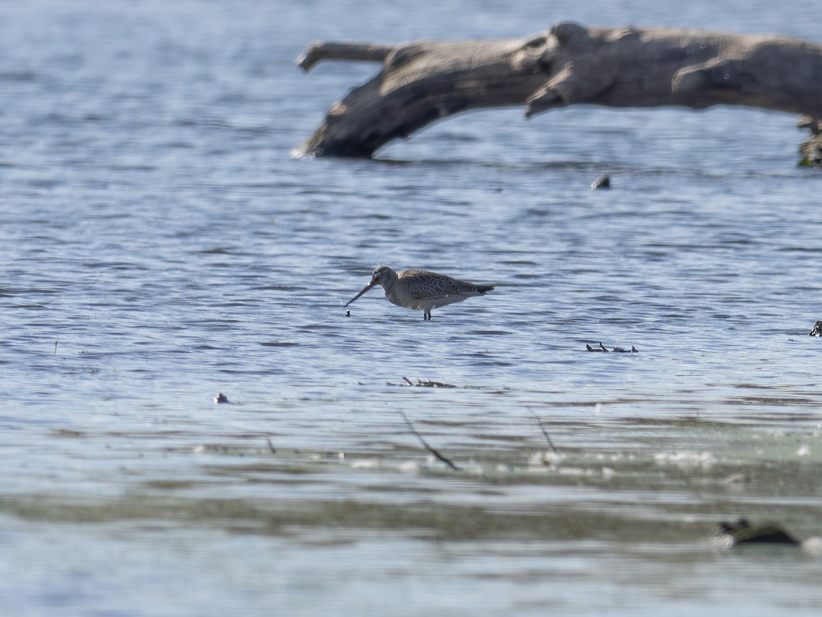 Грицик канадський - ML644422796