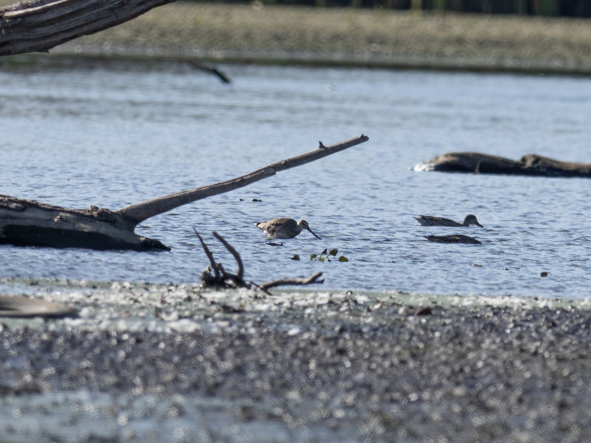 Грицик канадський - ML644422797