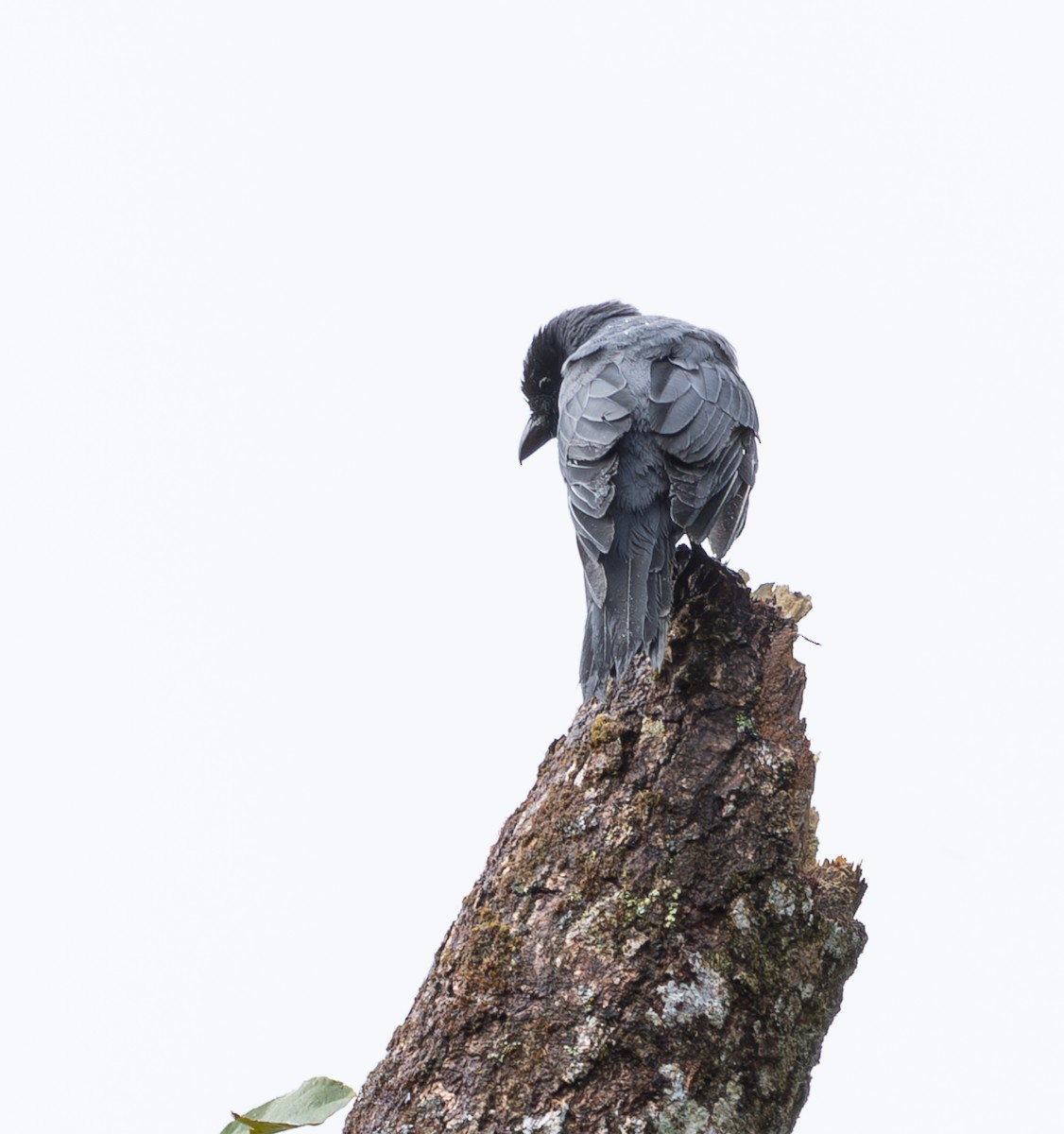 Sunda Cuckooshrike - ML644422813