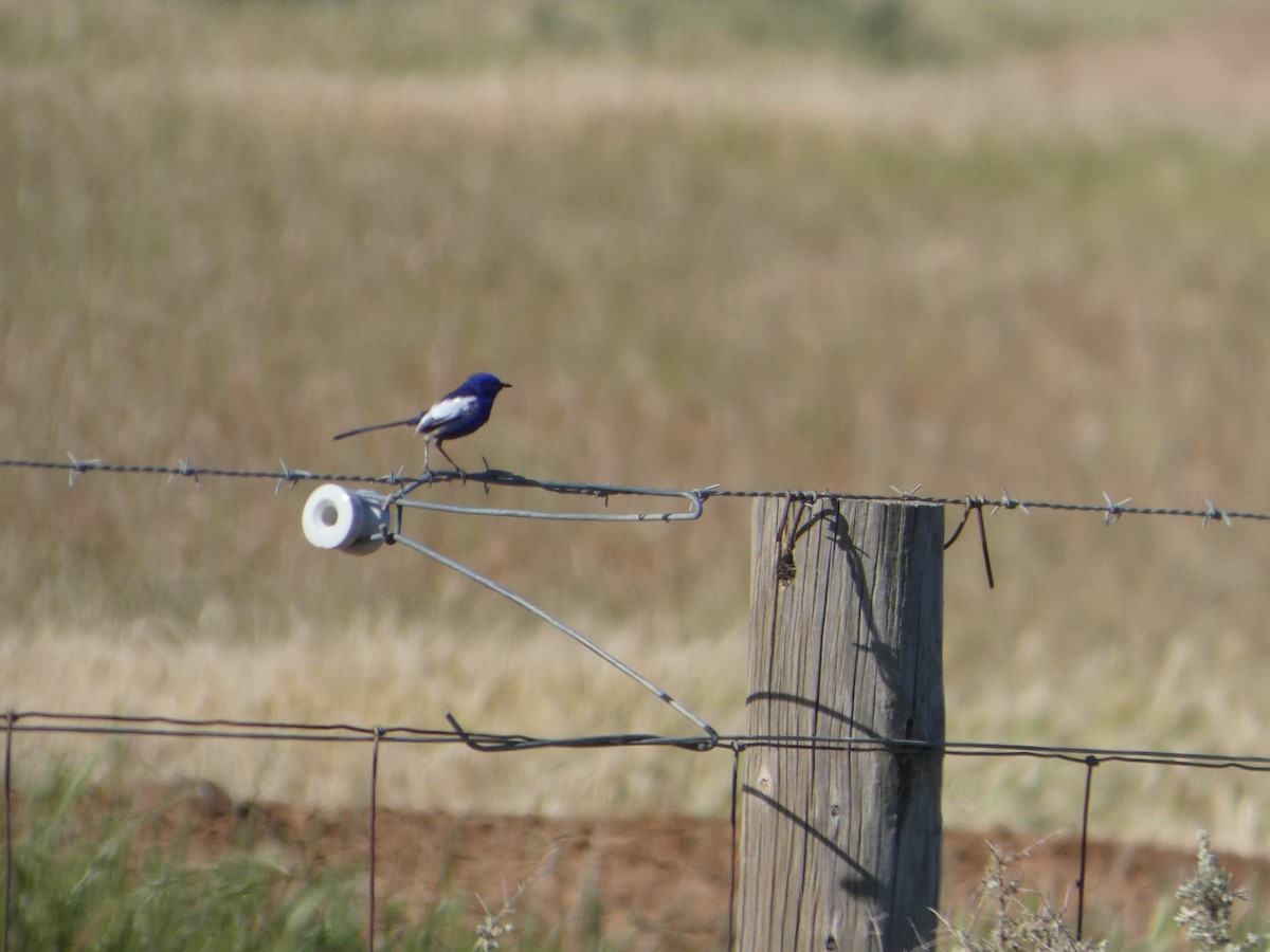 White-winged Fairywren (Blue-and-white) - ML644422818