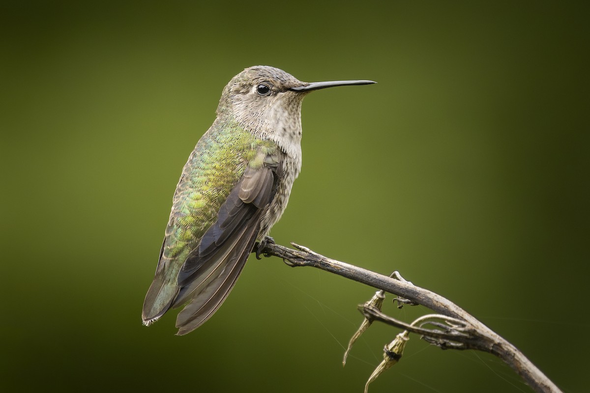 Anna's Hummingbird - ML644422820