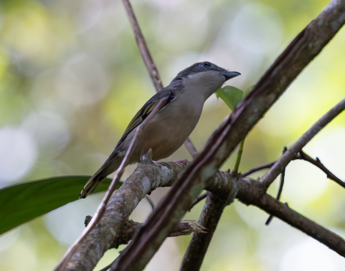 White-browed Shrike-Babbler - ML644422833