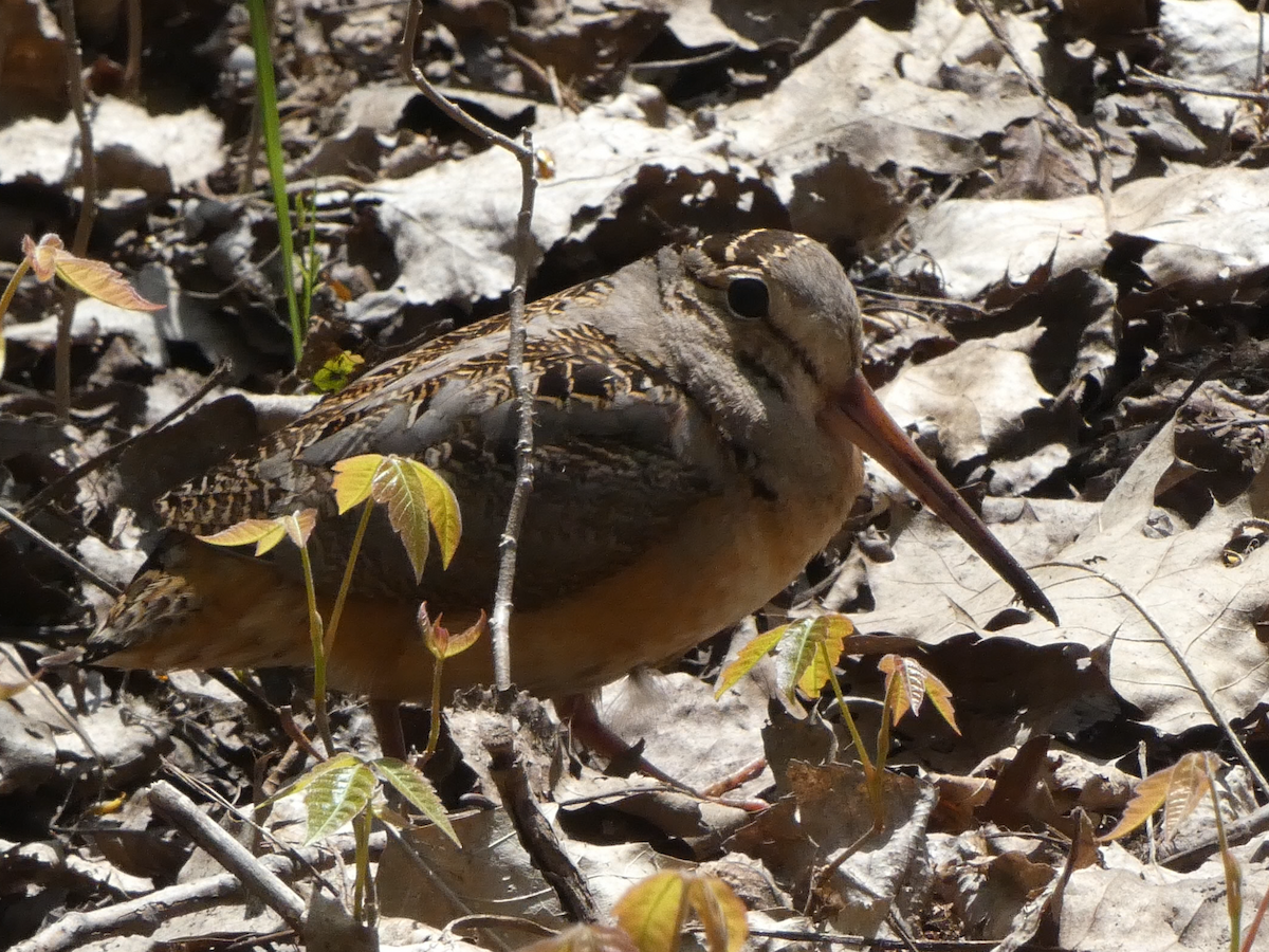 American Woodcock - ML644422834