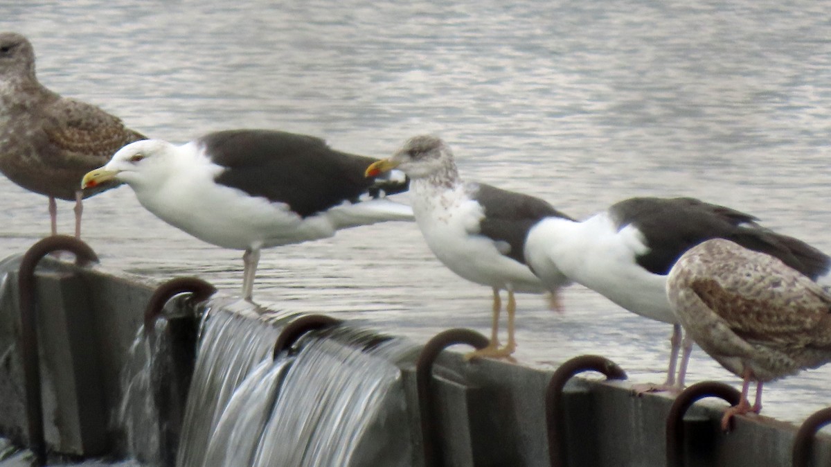 Lesser Black-backed Gull - ML644422847
