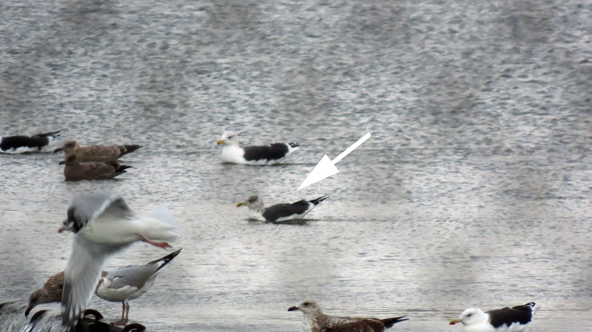 Lesser Black-backed Gull - ML644422848