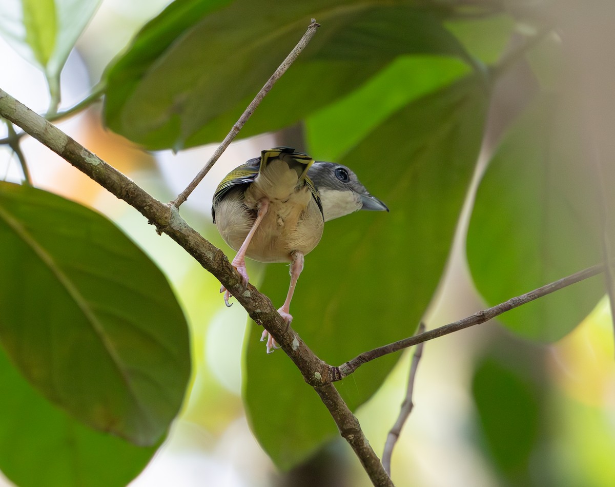 White-browed Shrike-Babbler - ML644422849