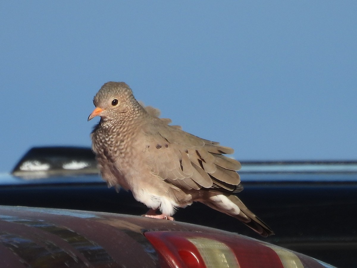 Common Ground Dove - ML644422853