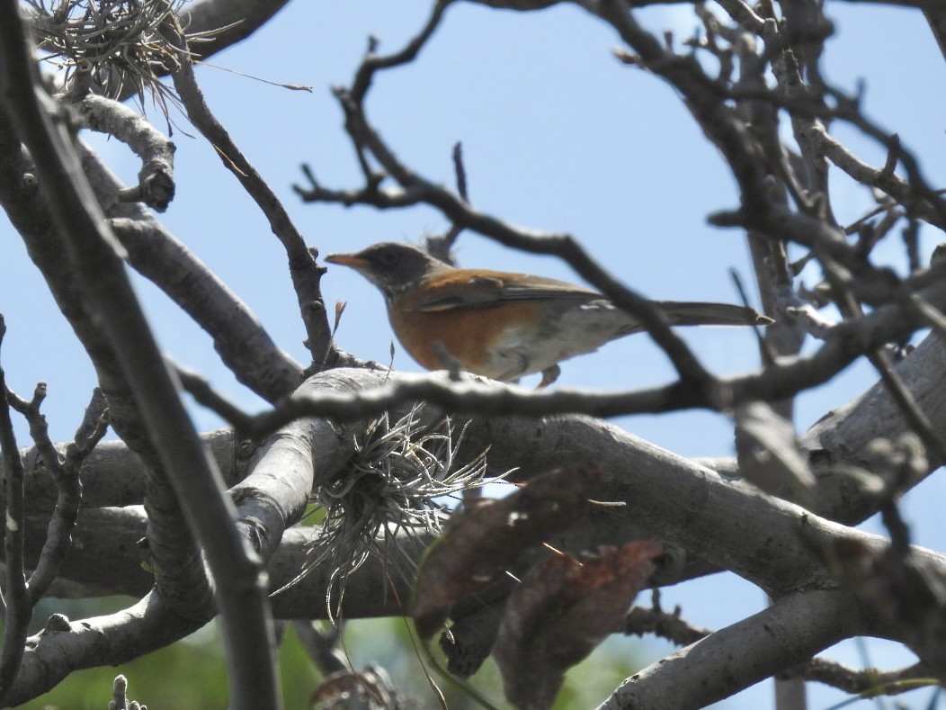 rusttrost - ML644422855