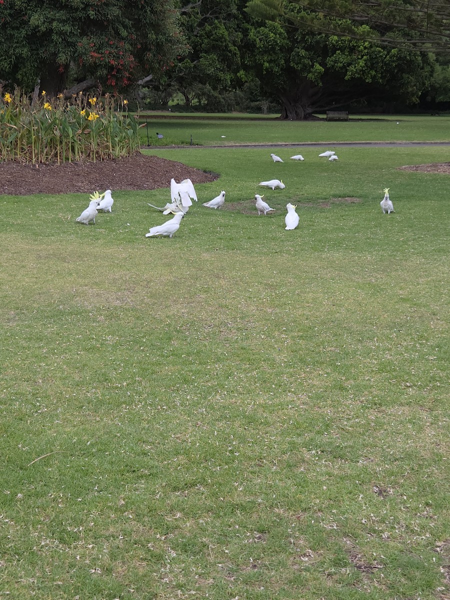 Sulphur-crested Cockatoo - ML644422864