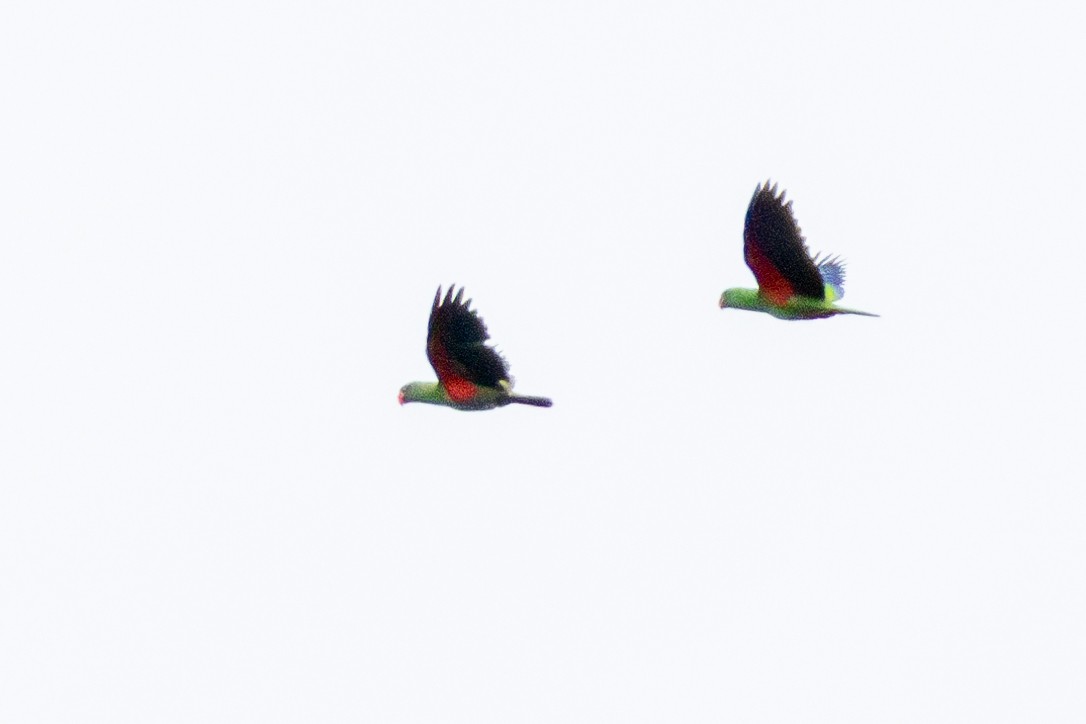 Papuan Eclectus - ML644422865