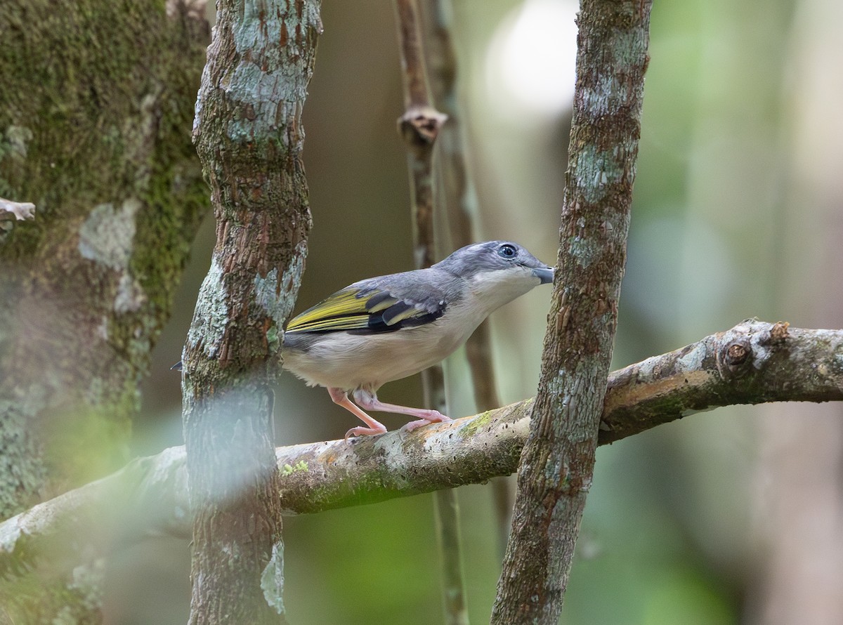 White-browed Shrike-Babbler - ML644422872