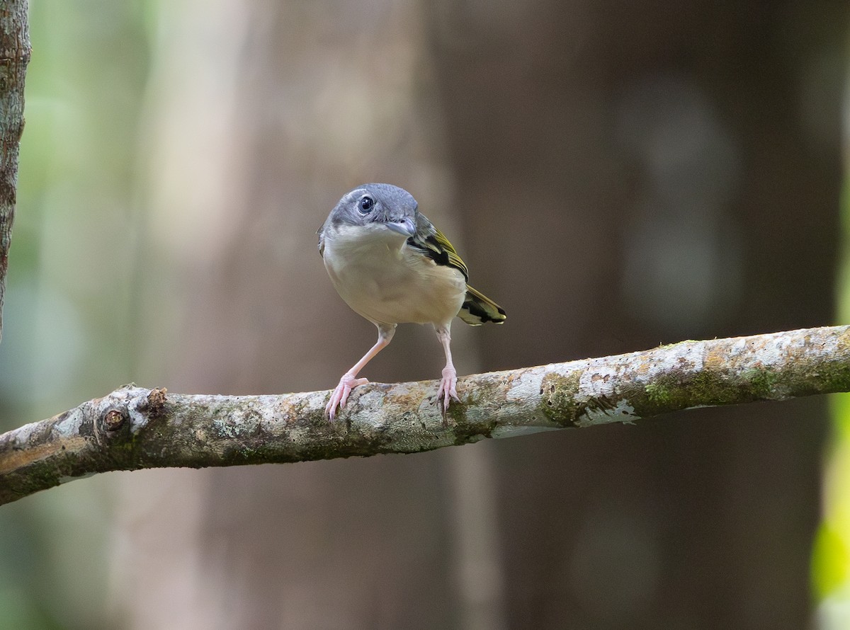White-browed Shrike-Babbler - ML644422873