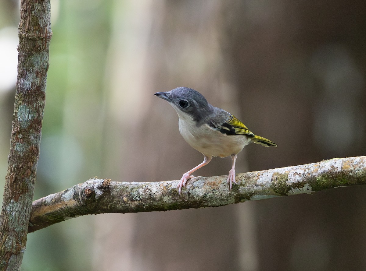 White-browed Shrike-Babbler - ML644422874