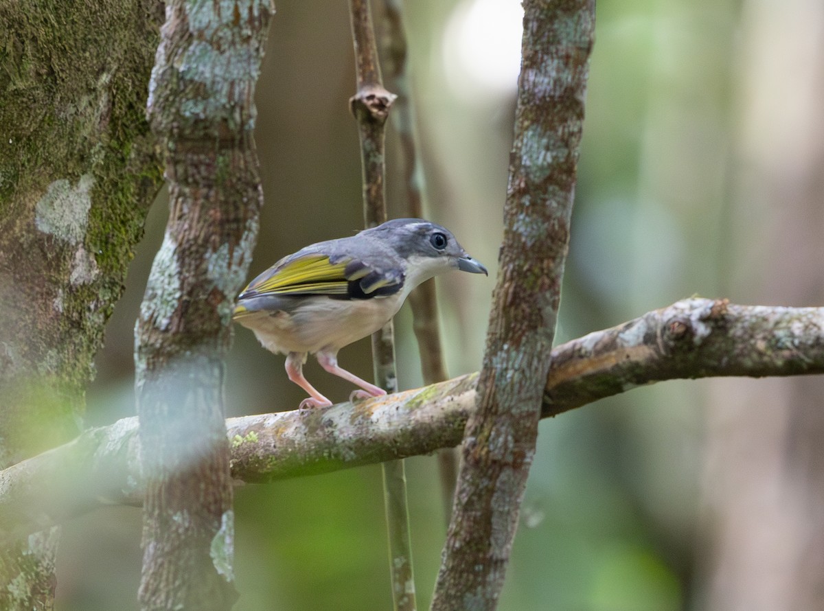 White-browed Shrike-Babbler - ML644422875