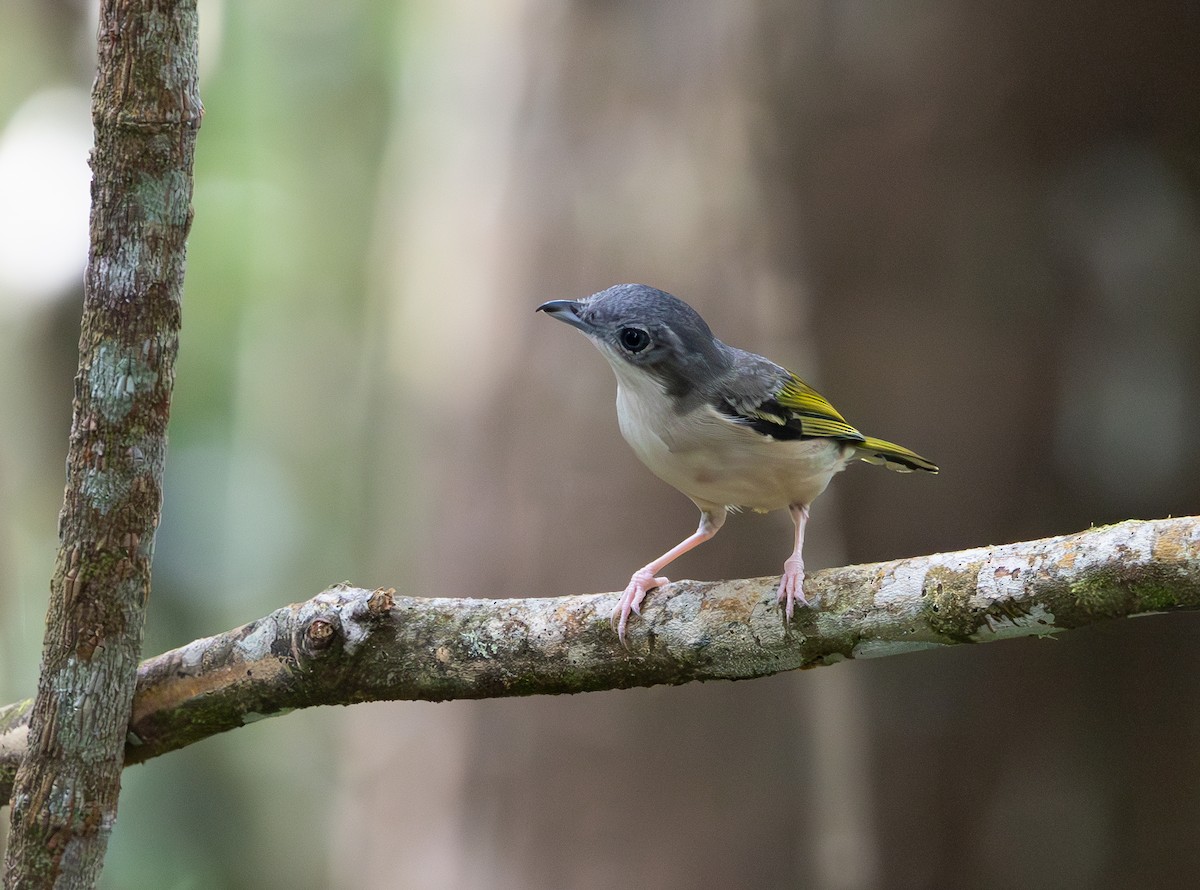 White-browed Shrike-Babbler - ML644422876